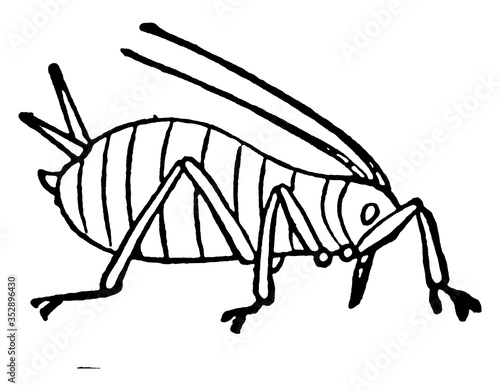 Aphid, vintage illustration.
