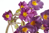 Fragment Inflorescence of violet primrose flowers isolated on white background, close-up.