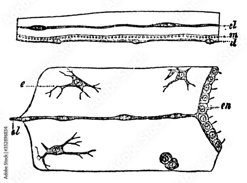 Medusae, vintage illustration.