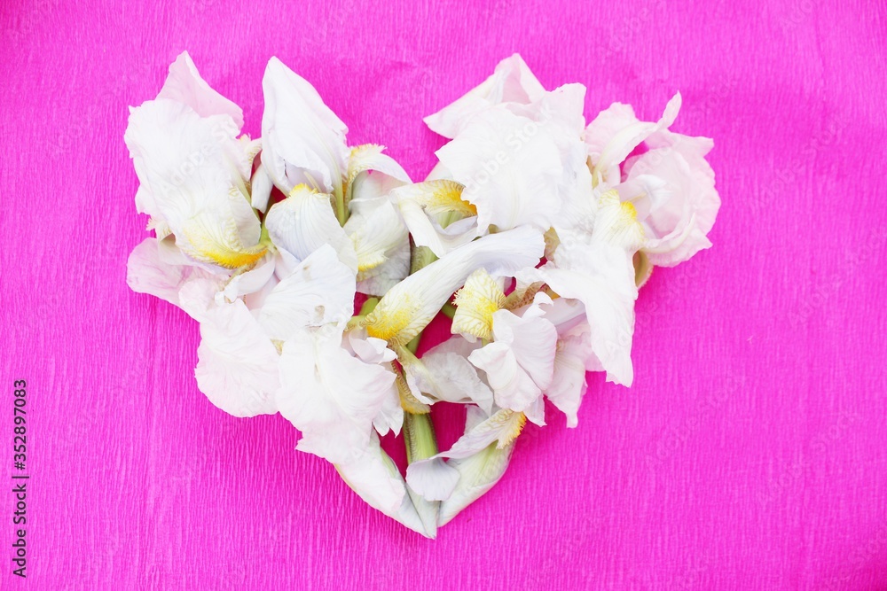 Heart made of white fresh flowers isolated on pink. Heart symbol made of iris flowers isolated on pink background. Love concept for Valentine's and Mother's Day. Floral Heart Shape.
