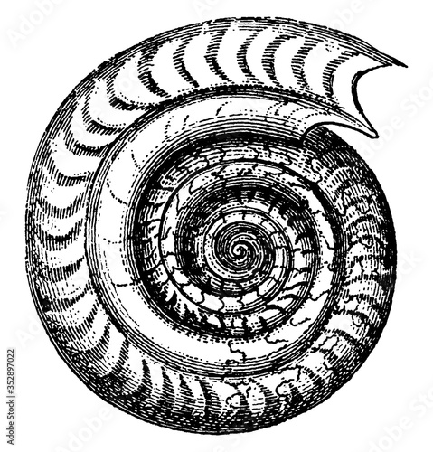 ammonites bifrons, vintage illustration photo