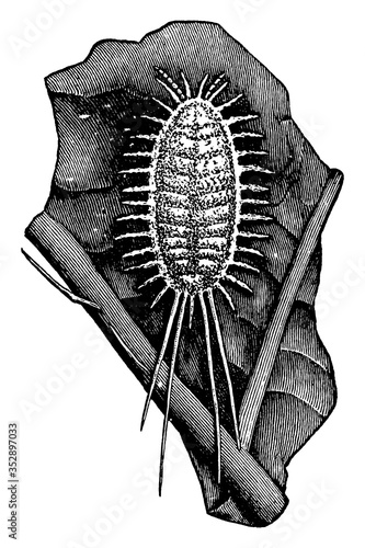 Mealy bug, vintage illustration. photo