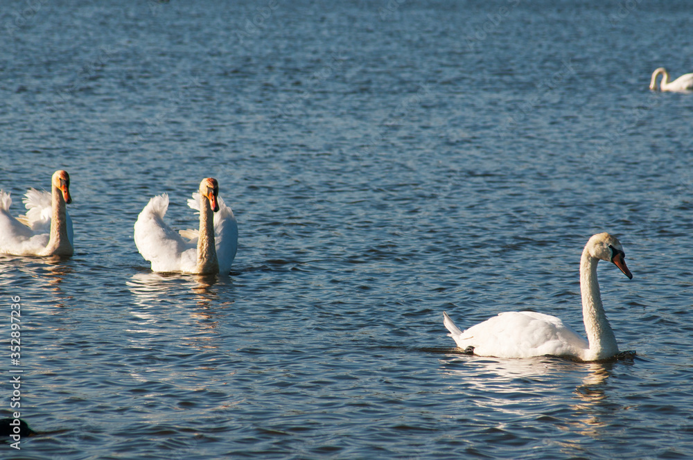 white swans group on the lake swim well under the bright sun