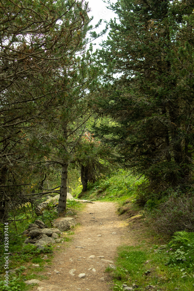 mountain trail in green landscape