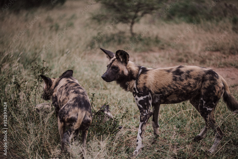 South African wild dog