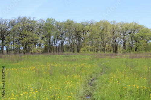 Meadow in spring with butterweed flowers with oak trees in the background at Somme Prairie Nature Preserve in Northbrook, Illinois photo