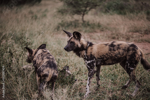 South African wild dog