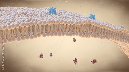 Cell membrane - lipid bi-layer photo