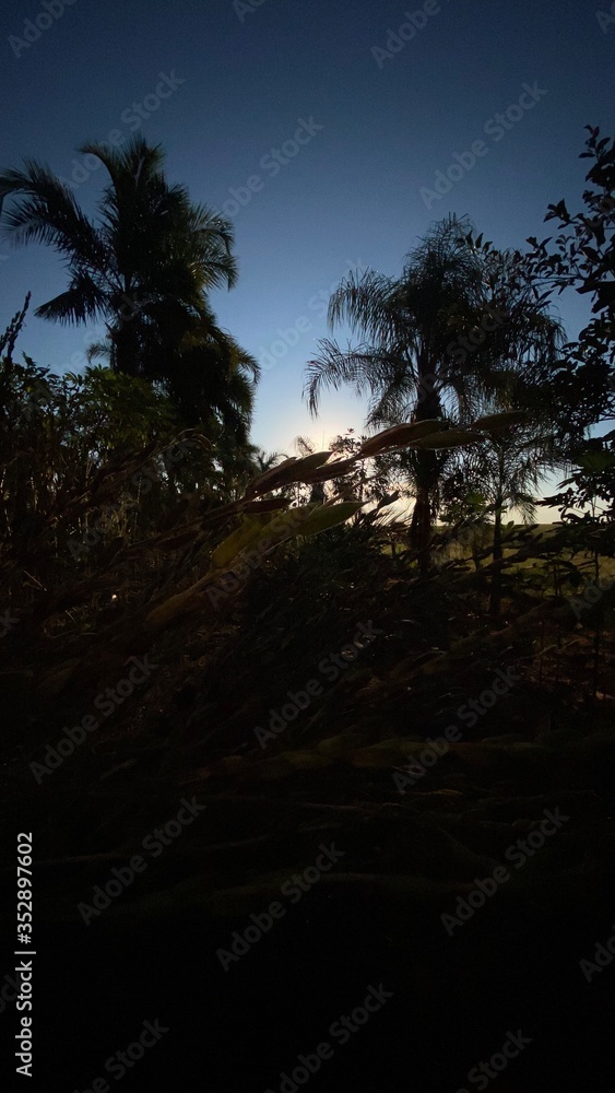 Fototapeta premium palms at the sunset