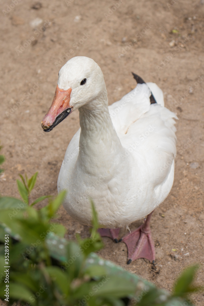 White duck close-up on a blurred background White duck close-up on a blurred background