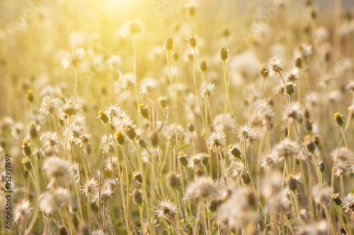 Beautiful meadows and evening sun © beerphotographer