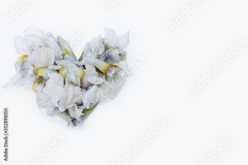 Heart made of white fresh flowers isolated. Heart symbol made of 
iris flowers isolated on white background. Love concept for Valentine's and Mother's Day.  Floral Heart Shape. 