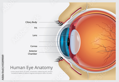 Human Eye Anatomy Vector Illustration