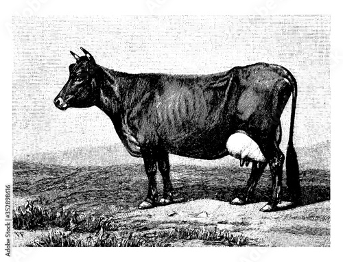 Jersey Cow, vintage illustration.