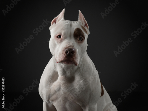 portrait of a dog on a dark background. American pit bull terrier. Beautiful pet on black © annaav