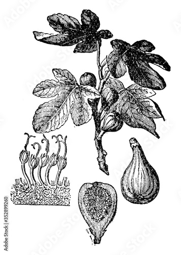 Fig or Common Fig, vintage illustration.
