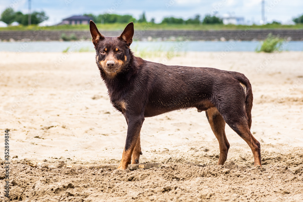 Autralian kelpie dog breed in the sand on the background of the river and greenery Autralian kelpie dog breed in the sand on the background of the river and greenery