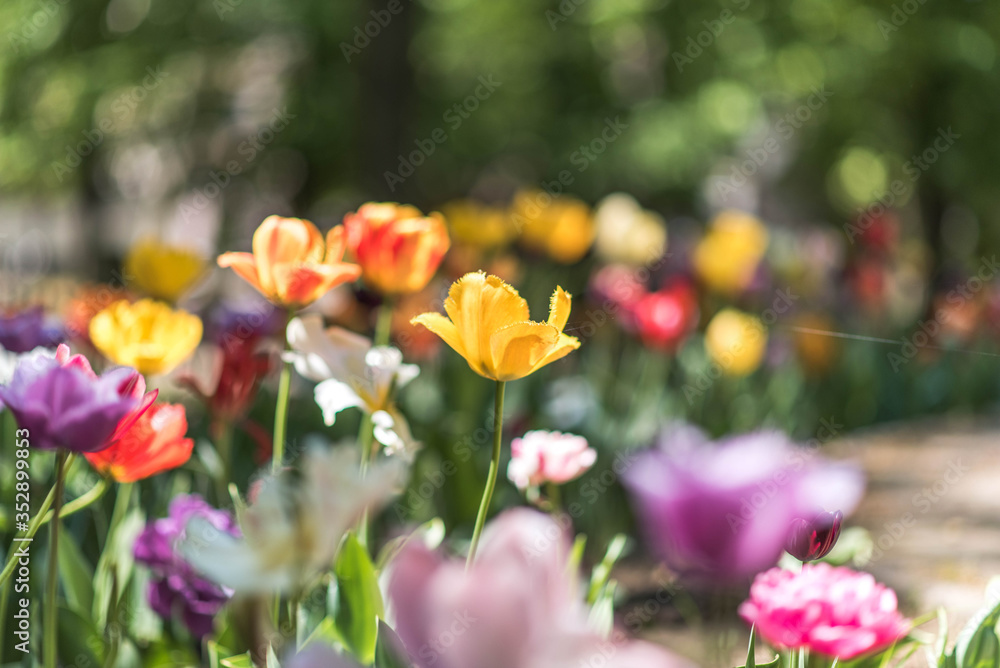 colorful tulips flowers isolated in garden. colorful tulips flowers isolated in garden.