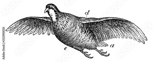 Konstfotografi Red-Legged Partridge, vintage illustration.