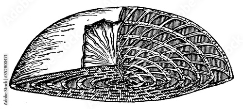 Shell Of Nummulite, vintage illustration.
