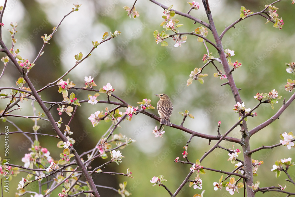 Tree pipit Anthus trivialis sitting branch of bush with flowers in spring. Cute little songbird in wildlife. Tree pipit Anthus trivialis sitting branch of bush with flowers in spring. Cute little songbird in wildlife.