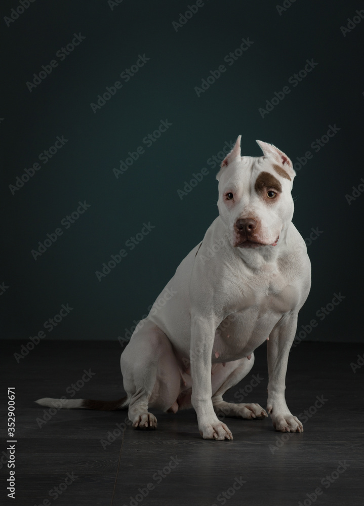 portrait of a dog on a dark background. American pit bull terrier. Beautiful pet on black portrait of a dog on a dark background. American pit bull terrier. Beautiful pet on black