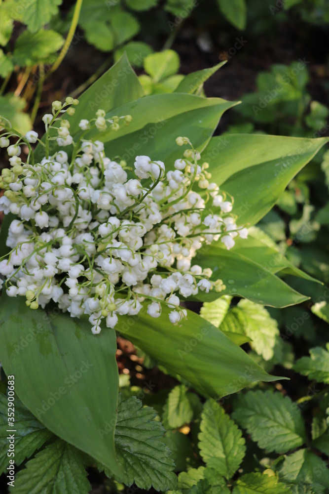 flowers lilies of the valley spring
flowers lilies of the valley spring