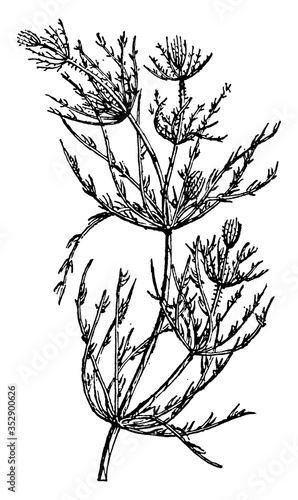 Chara/Charophyte Green Algae, vintage illustration