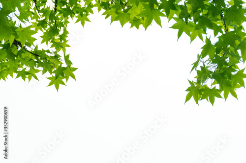 Fresh green leaves. Acer matsumurae, It is called “Kaede” in Japan.
