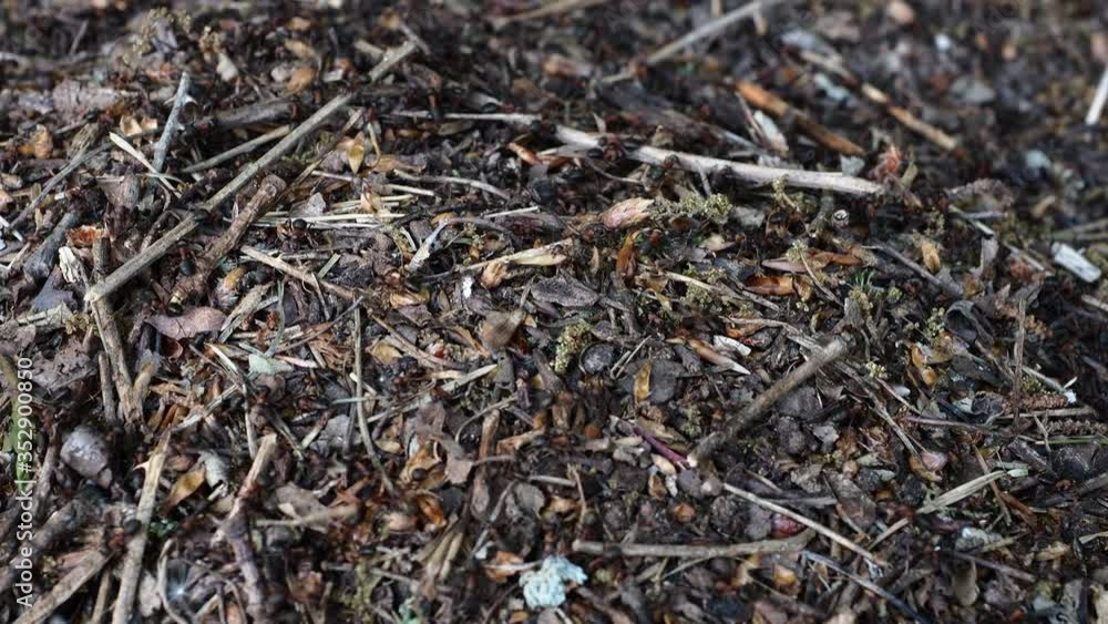 Viele umhereilende rote Waldameisen sind mit der Nahrungssuche und dem Bau und Erhalt des Ameisenhügels beschäftigt. Viele umhereilende rote Waldameisen sind mit der Nahrungssuche und dem Bau und Erhalt des Ameisenhügels beschäftigt.