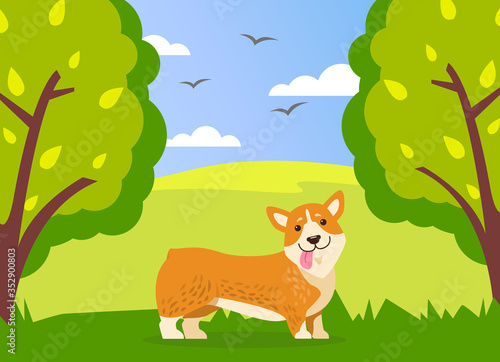 Happy cute corgi dog is walking in green summer park background. Funny ginger puppy with short paws and protruding tongue is walking in forest or meadow among trees and shrubs. Spring landscape