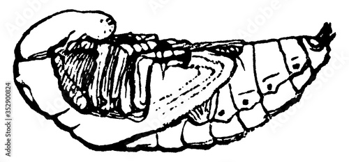 Beetle, vintage illustration.