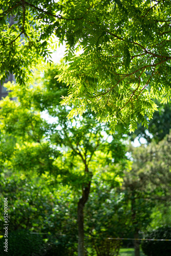 building playground tree leaf green