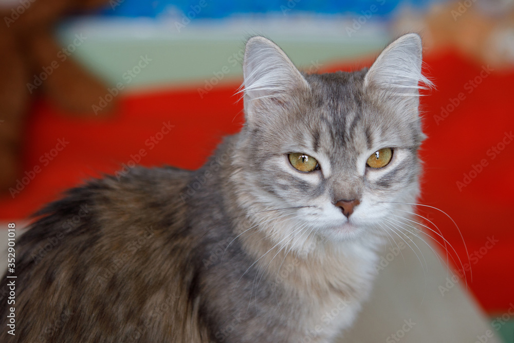 Gray cat with yellow eyes. Gray cat with yellow eyes.