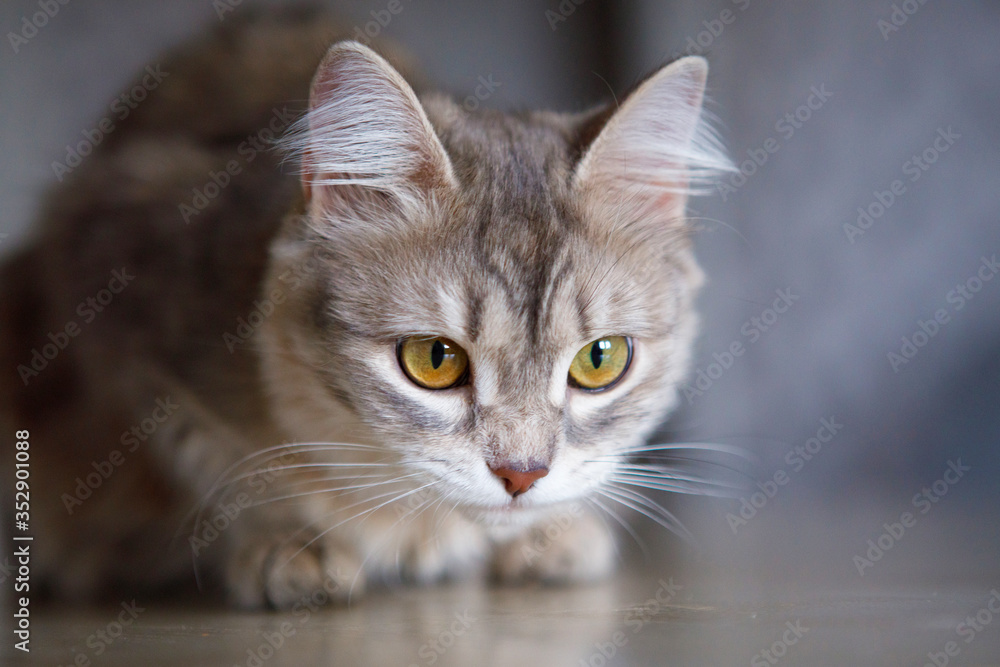 Gray fluffy cat sits on the floor.