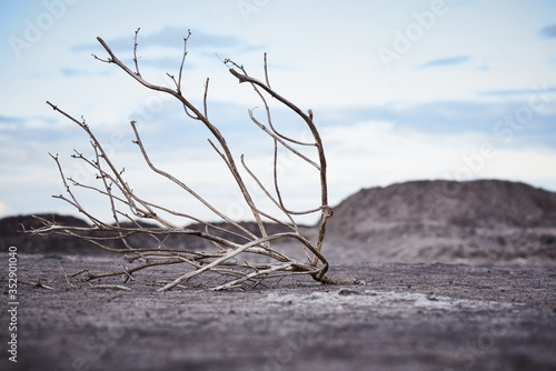 Lonely dead tree in arid soil under a cloudy sky. Global warming concept.