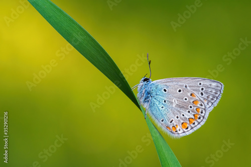 Wallpaper Mural Common Blue butterfly - Polyommatus icarus, beautiful colored buttefly from European meadows and grasslands, Zlin, Czech Republic. Torontodigital.ca