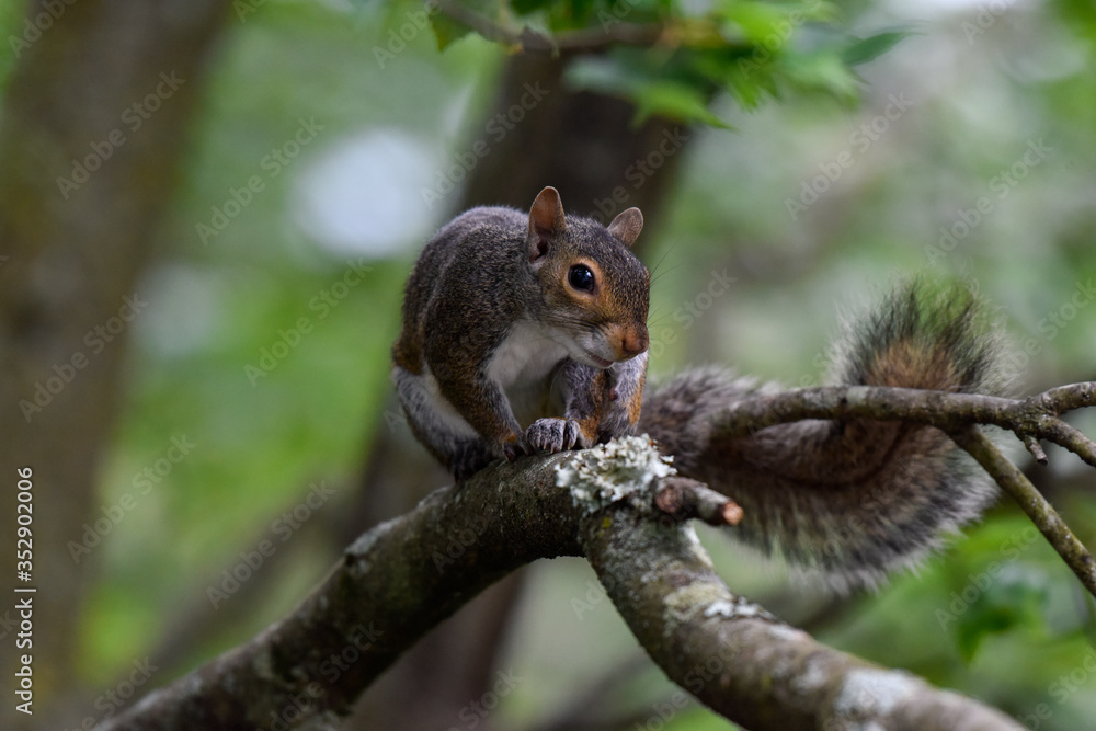 Eastern gray squirrel Eastern gray squirrel