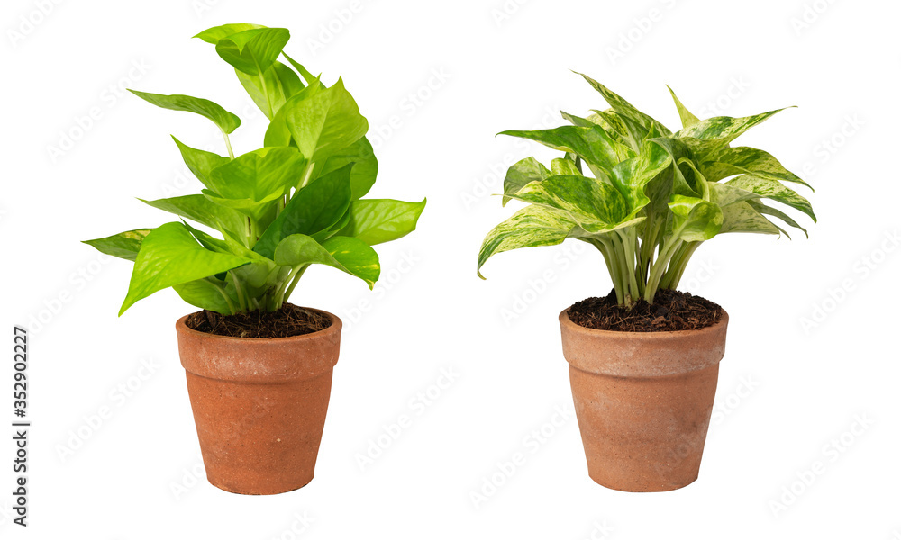 Green potted plant, trees in the cement pot with clipping path isolated on white background.