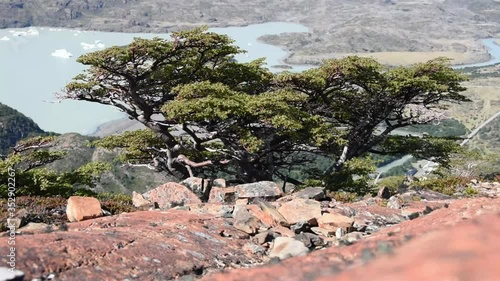 wind blows in nothofagus trees at Torres del Paine national park, Chile photo