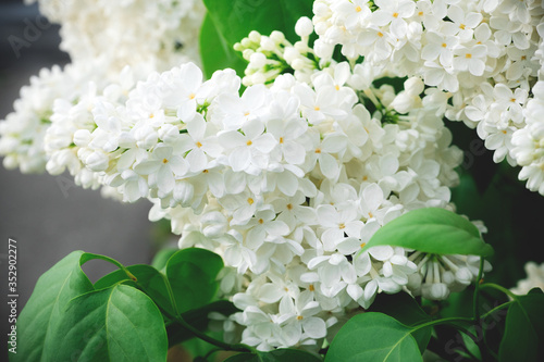 close up blooming white lilac bunch in the garden