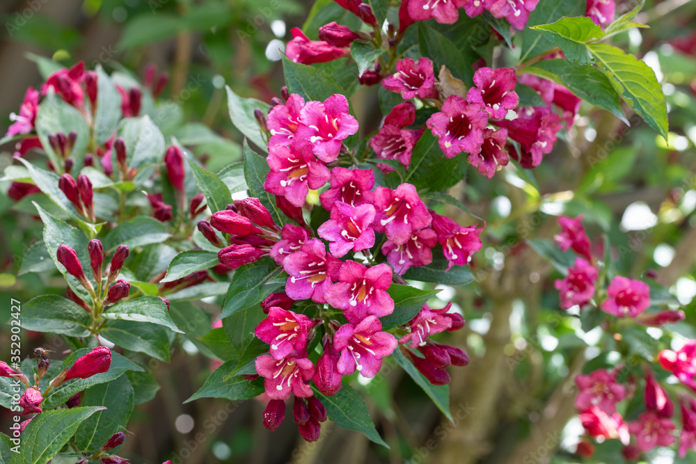 Blühende Weigelie (Weigela) im Garten Stock Photo Adobe Stock