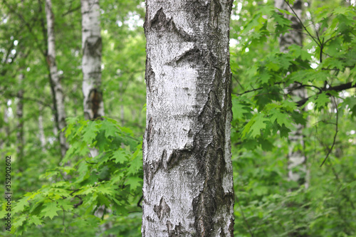 Beautiful birch trees with white birch bark in birch grove with green birch leaves in summer