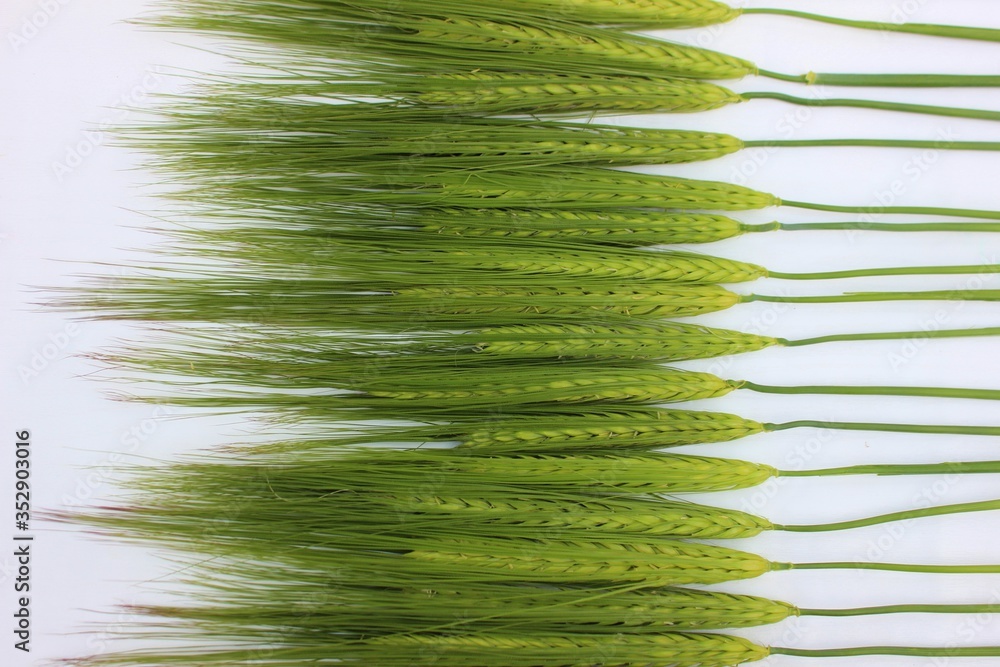 Ears of green wheat isolated on white. Frame of young ears of wheat with copyspace for text. Green grains for cooking flour and baking bread and rolls. Farm business. Agricultural plants.