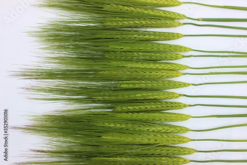 Obraz na płótnie Ears of green wheat isolated on white. Frame of young ears of wheat with copyspace for text. Green grains for cooking flour and baking bread and rolls. Farm business. Agricultural plants. w salonie