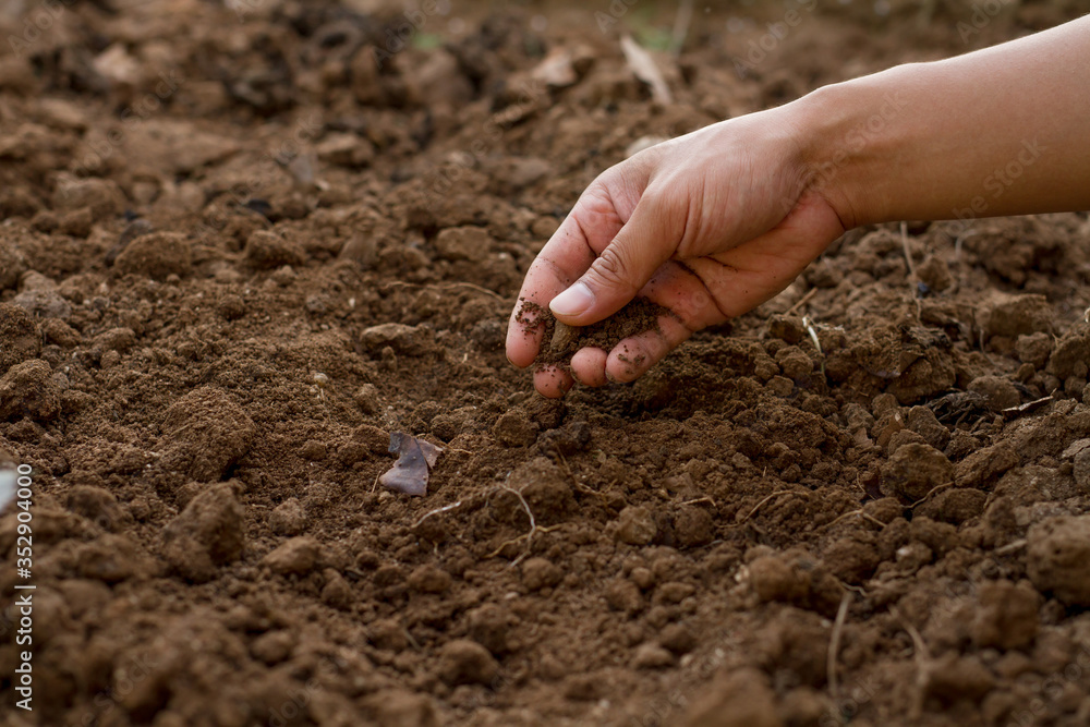 Dirty hand of expert gardener checking soil before sow a seed or growth seedling of vegetable at home garden. Dirty hand of expert gardener checking soil before sow a seed or growth seedling of vegetable at home garden.