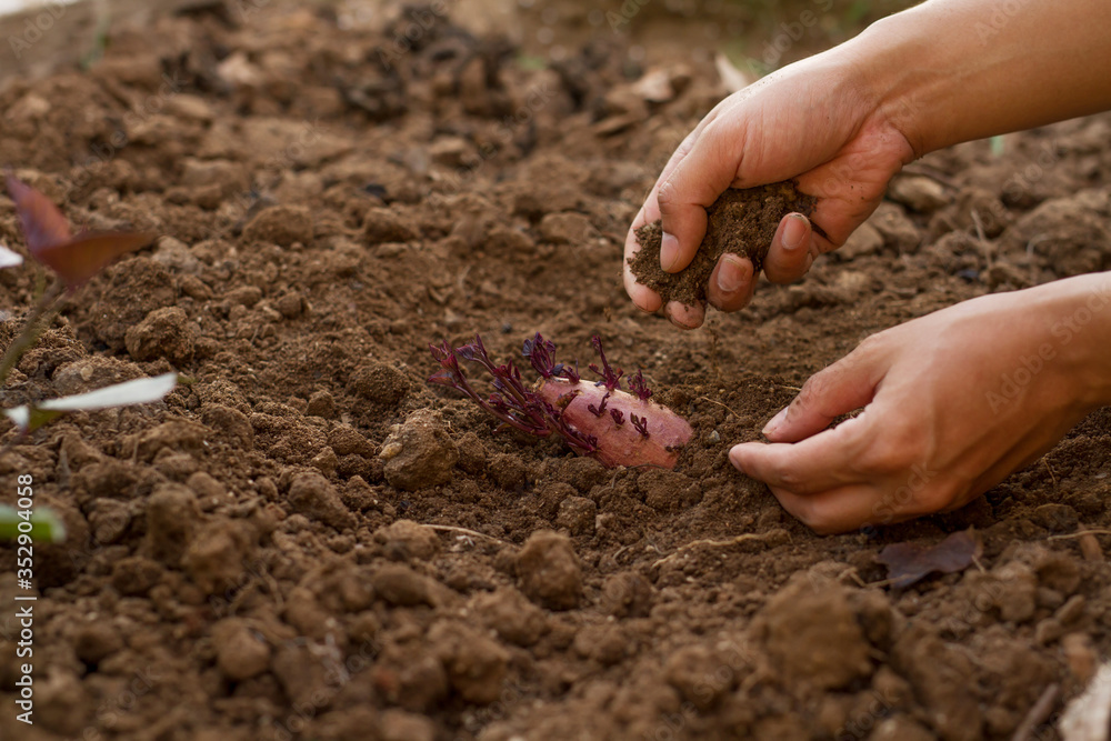 Expert hand of farmer grow sweet potato from harvested product to create more sprout, prepare to grow in cultivate fields at organic farm. Expert hand of farmer grow sweet potato from harvested product to create more sprout, prepare to grow in cultivate fields at organic farm.