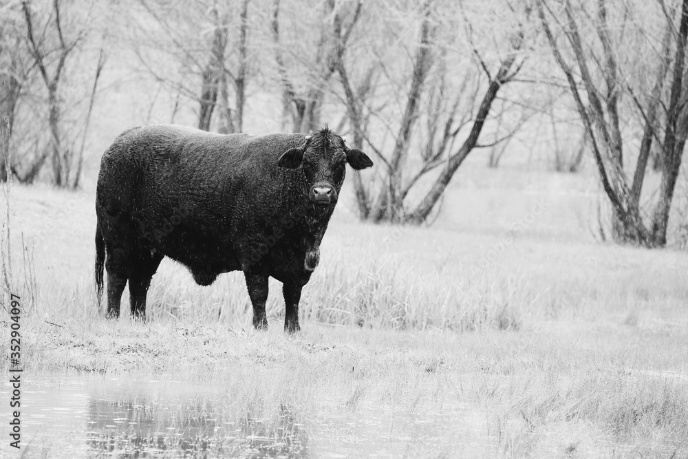Large black Angus crossbred cow in rain on farm, looking at camera. Large black Angus crossbred cow in rain on farm, looking at camera.