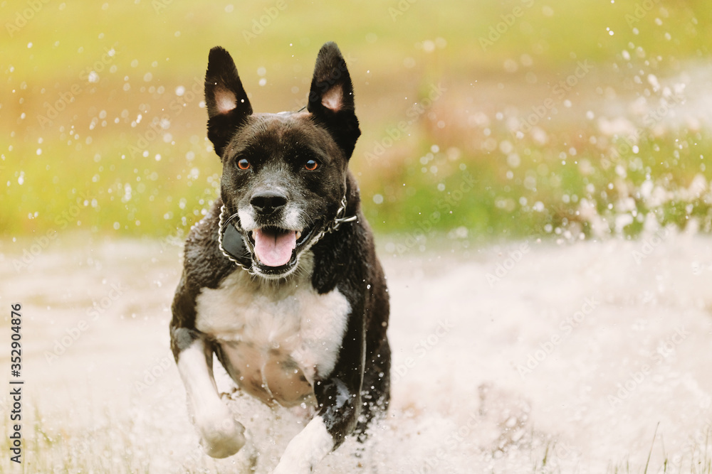 Happy ecstatic dog with smile, running through water for animal action shot outdoors.