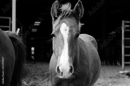 Young filly horse close up in black and white  dark background on farm.